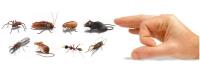 Local Pest Control Sunshine Coast image 4